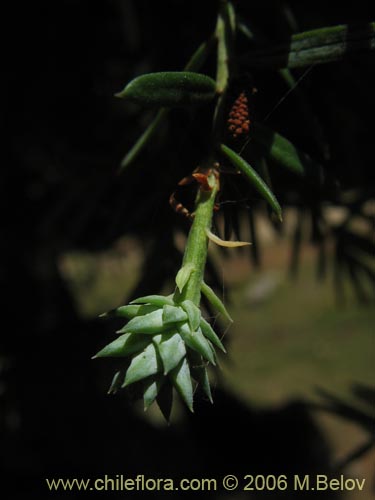 Фотография Saxegothaea conspicua (Mañío hembra / Mañío de hojas cortas). Щелкните, чтобы увеличить вырез.